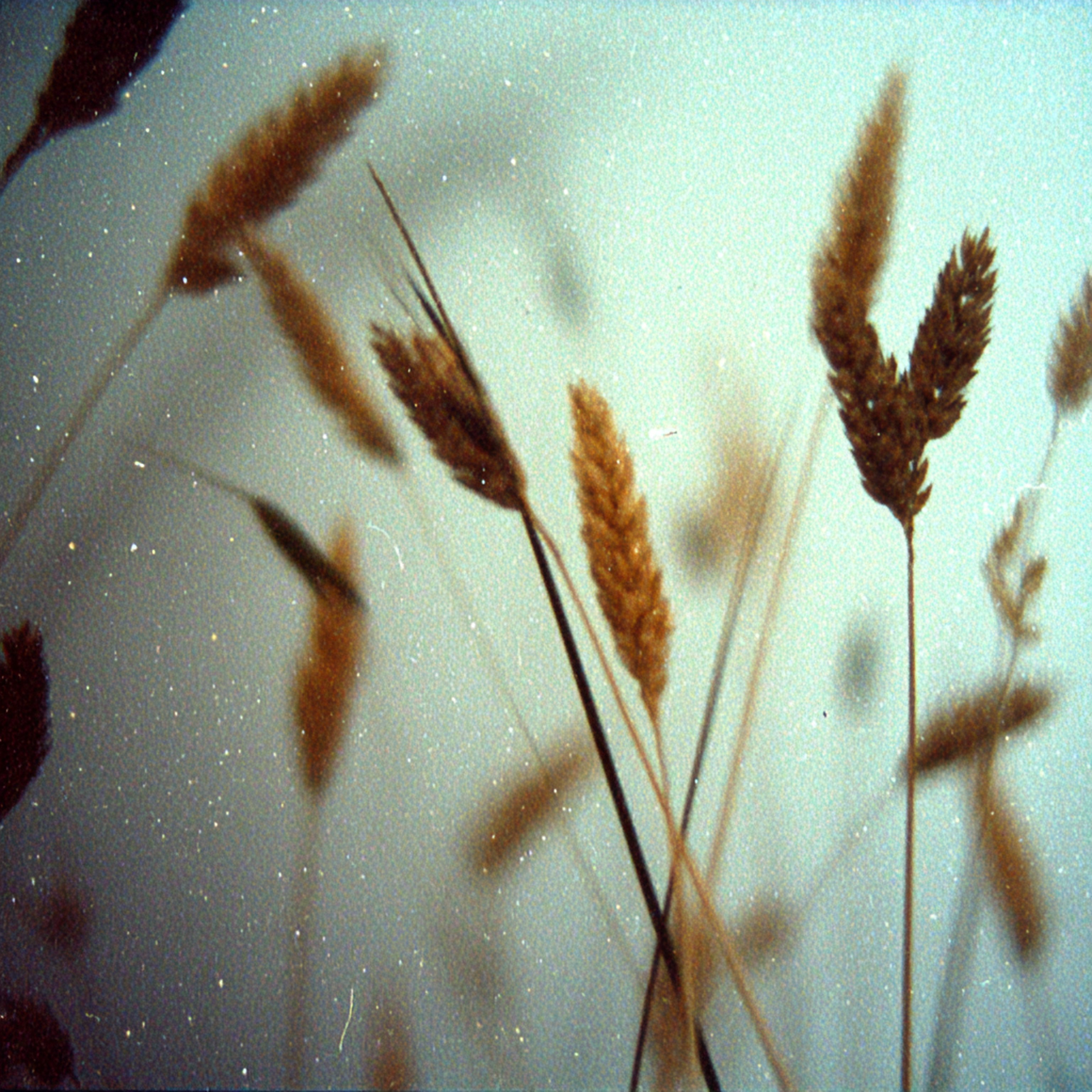 Cover Art: fields