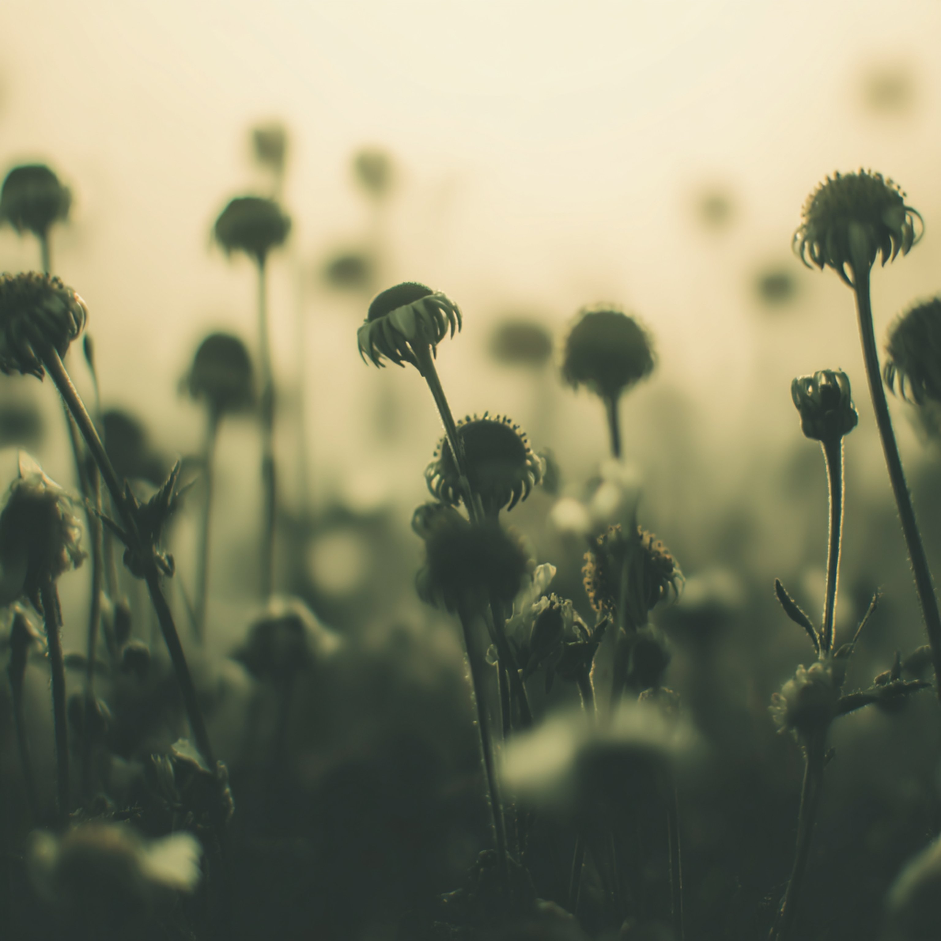 Cover Art: plants